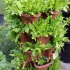 5-Tier-herbs.jpg
