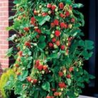 5-tier-strawberries2.jpg