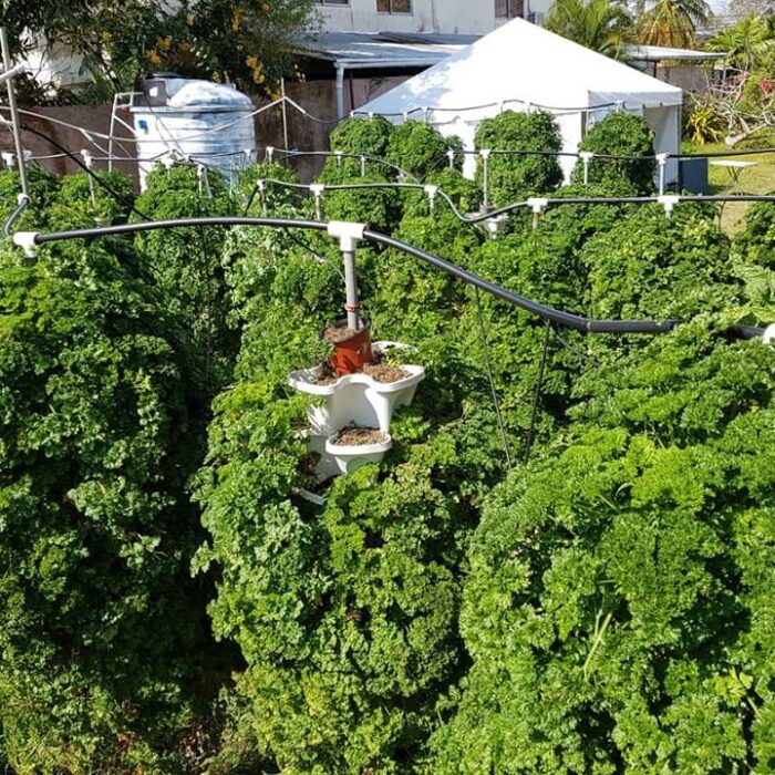 amazing-towers-with-parsely-growing-huge-garden.jpg