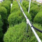 amzaing-towers-of-thyme-in-mr-stacky-tower-gardens.jpg