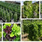 collage-of-commercial-gardens-with-mr-stacky.jpg