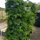 new-parsely-and-herb-tower.jpg