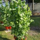 snow-pea-tower.jpg