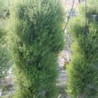 tower-of-thyme-grown-in-mr-stacky-planters.jpg