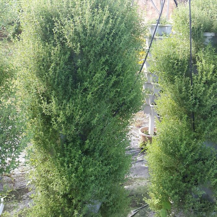 tower-of-thyme-grown-in-mr-stacky-planters.jpg